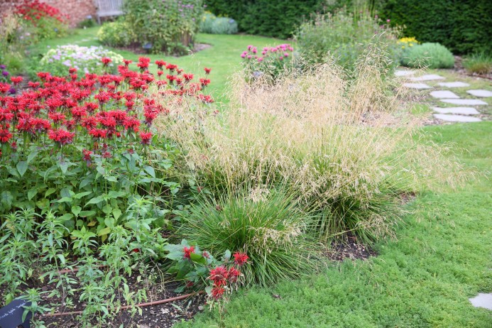 PRESS RELEASE from Bridgwater College - National Collections Deschampsia Deschampsia